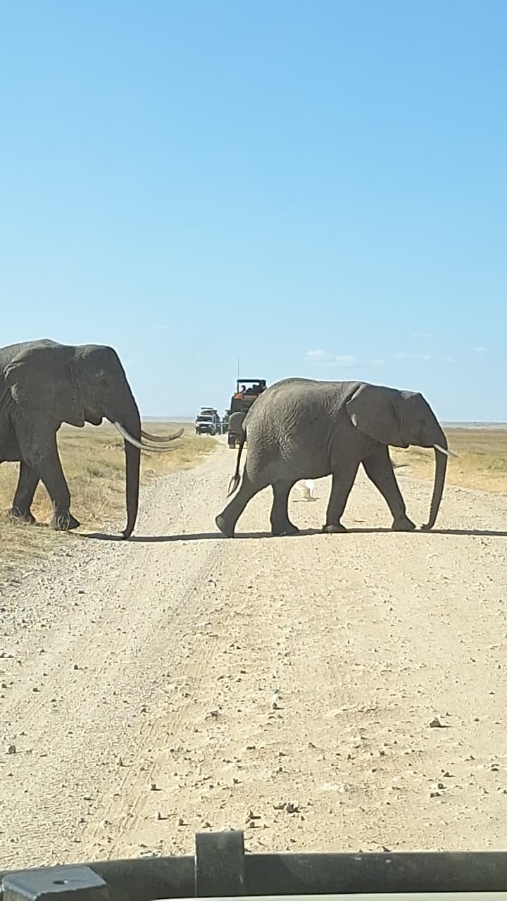 Safari Amboseli