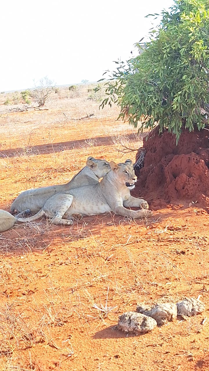 Leoni Tsavo