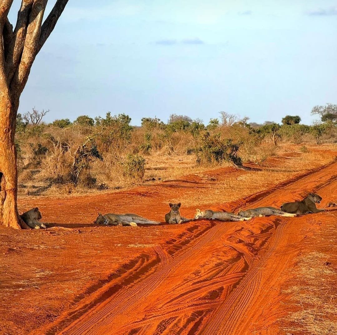 Safari Tsavo