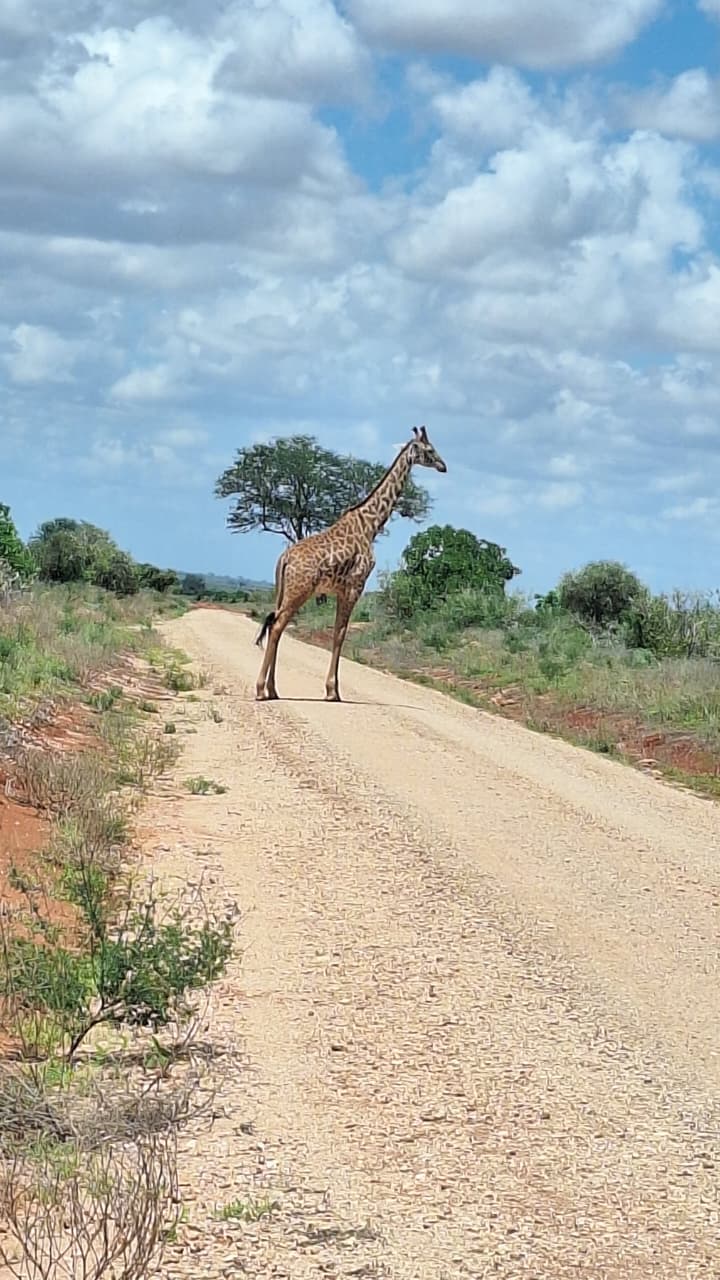 Safari