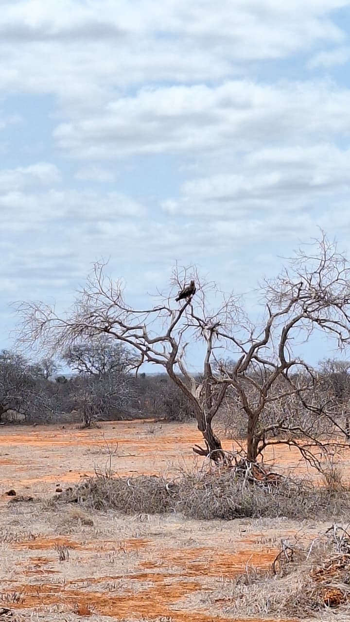 Turisti Safari